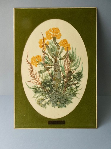 Tableau herbier algues - tableau,,