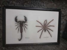 Cadre scorpion et mygale années 80