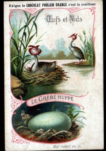 Image chocolat poulain oeufs - chocolat,