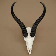 Springbok Antilope Trophée
