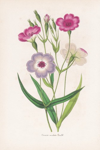 Viscaria oculata algérie - viscaria,
