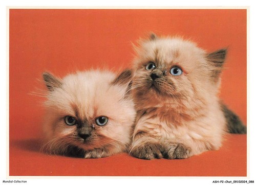 Ashp2 0126 chat chatons - -,