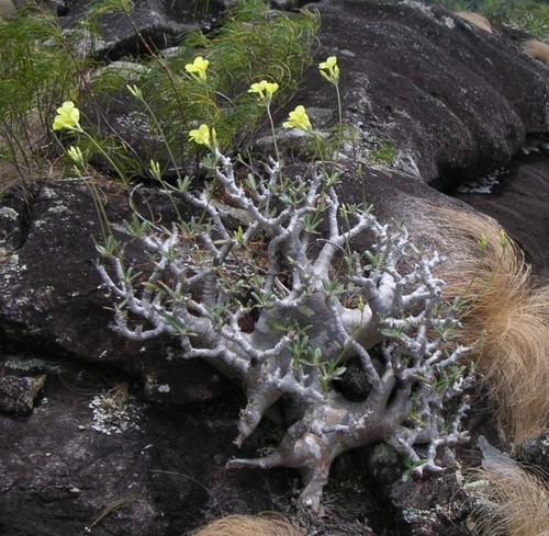 Pachypodium rosulatum cactipes