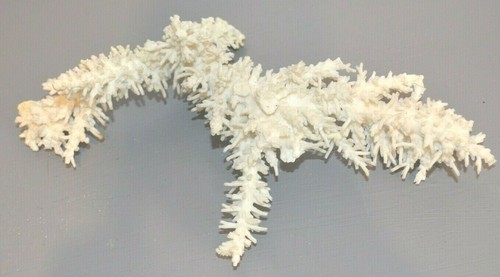 Branche corail blanc - corail,