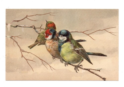 Oiseaux chardonneret - ,