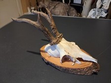 Trophée de chevreuil sur écusson #2112(2)