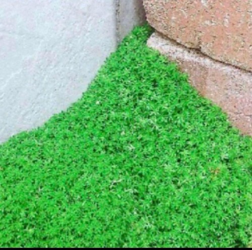 Tapis doré sedum - tapis,