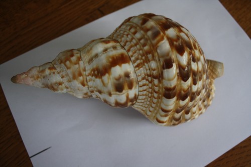 Parfait état coquillage - état,