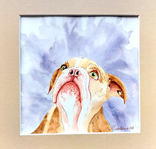 Peinture Aquarelle  originale " Bulldog Anglais " signée Madeleine CB
