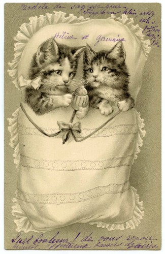 Chats dans nid - chats, un