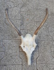 taxidermie  massacre de cerf