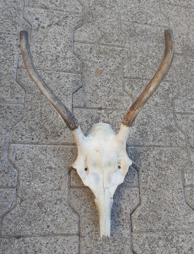 Taxidermie massacre cerf - ,