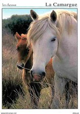 Animaux - Chevaux - Camargue -