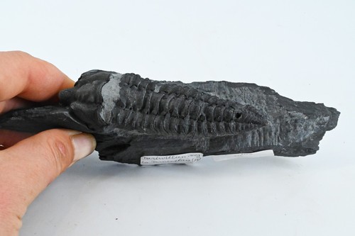 Trilobite neseuritus tristani - trilobite,