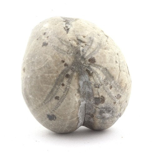 Oursin fossile toxaster - fossile,,