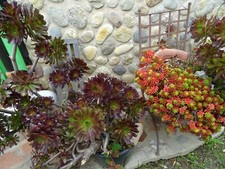 grand lot superbes aéoniums