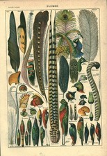 Document ancien plumes recto