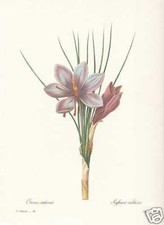 Crocus Sativus - Safran