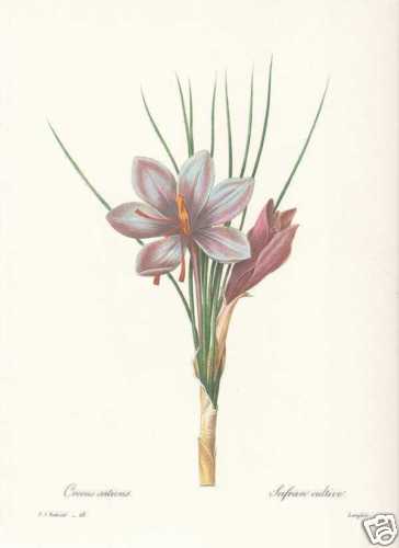 Crocus sativus safran - crocus,