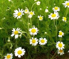 650 Graines CAMOMILLE ROMAINE non traitées Anthemis nobilis Chamaemelum Nobile