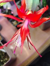 Schlumbergera chiba - schlumbergera, « chiba