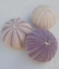 curiosité , taxidermie : lot de 3 oursins violets