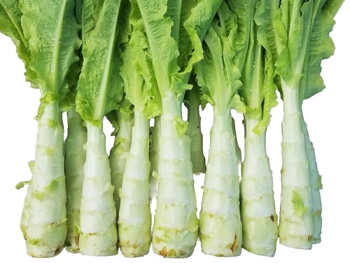 100 graines laitue asperge - graines,