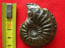 Ammonite du Pliensbachien : Amaltheus bifurcus	Howarth, 1958