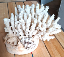 RARE CURIOSITY LARGE WHITE