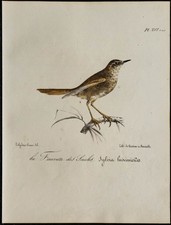 1830 - Rousserolle verderolle - Lithographie ancienne d'oiseau (Ornithologie)