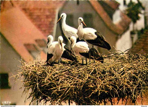 Carte postale animaux - carte,
