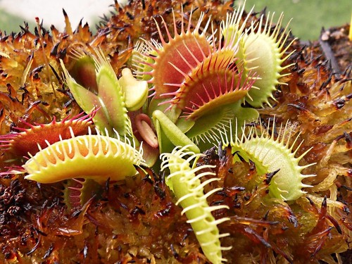 Dionaea muscipula antonov - , 'antonov