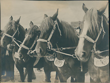 France, Chevaux de trait
