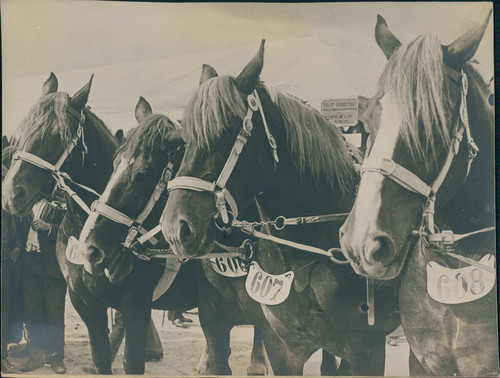 France chevaux trait - france,,