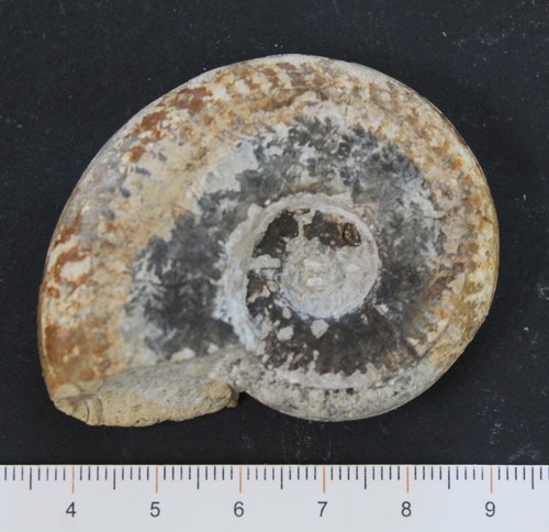 Ammonite fossile harpoceras - ammonite,