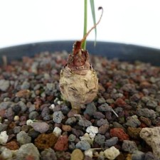 Cycas chevalieri near 'Dak