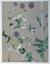 Boulette Azurée Lithographie