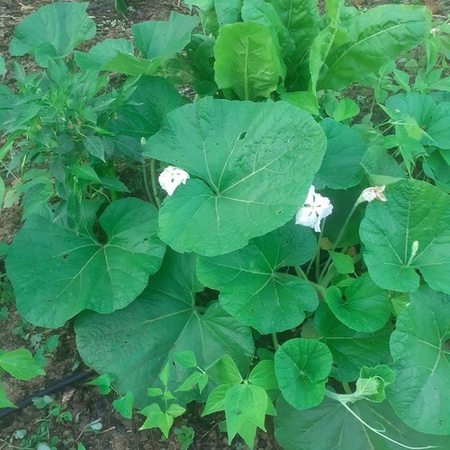 Graines courge slaoui - de,