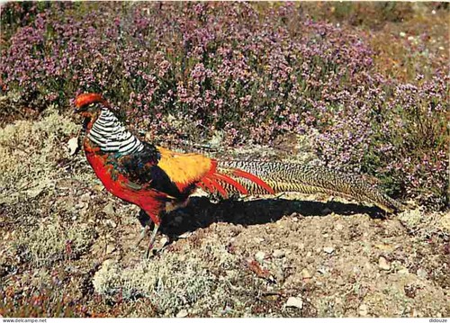 Carte postale animaux - animaux,