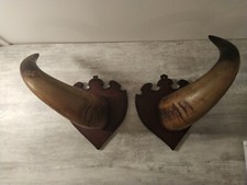 Imposantes cornes de buffle monté en trophée/Massacre/Cabinet de curiosités 