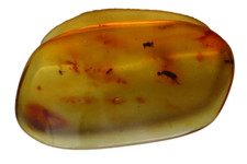 AMBRE avec plusieurs INSECTES