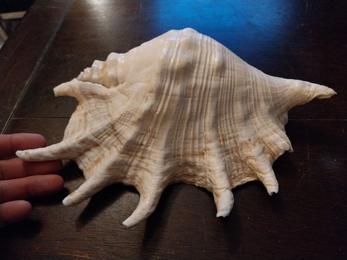 Grand coquillage lambris - grand,