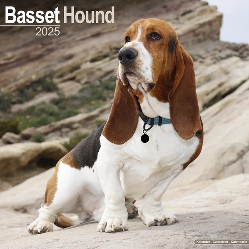 Calendrier 2025 basset hound - 2025,