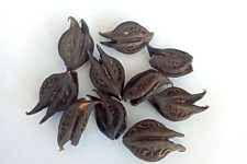 LA GRIFFE DE LION BICORNE /