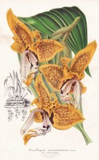 Stanhopea Orchidée Fleur Botanique Stroobant Litho