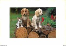 Animaux - Chats - Chatons - Chiens - Chiots - CPM - Voir Scans Recto-Verso