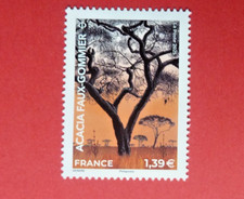 2025 NEUF ACACIA FAUX GOMMIER