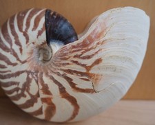 Coquillage Nautile Shell