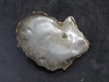 Nacre et sa vrai perle de