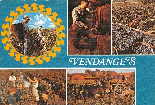 Vendanges porteur de - -,